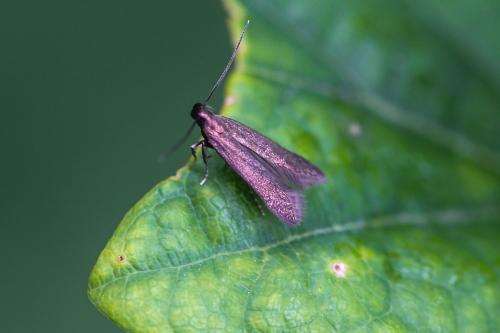Monochroa tenebrella